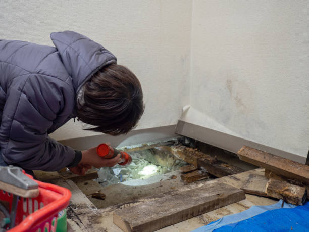 Biohazard Mold Removal in Loughman, FL